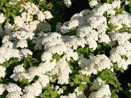 Weisse Zwergspiere Halward S Silver Spiraea Nipponica Halward S Silver Baumschule Horstmann In 2020 Garten Anlegen Gartenboden Baumschule Horstmann