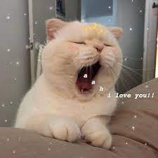A Collection Of Wholesome Cat Reaction Memes For Your Cute Conversations Cute Cat Memes Cat Memes Cute Animals