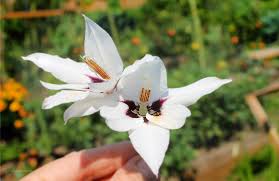 Image result for Gladiolus trichonemifolius