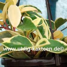 Check spelling or type a new query. Hoya Carnosa Variegata Uhlig Kakteen More Than 5 000 Different Species