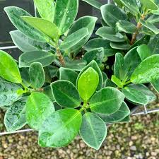 Image result for Ficus verruculosa