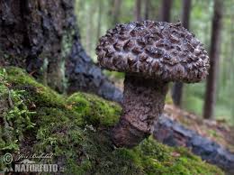 Image result for Strobilomyces strobilaceus