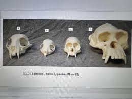 Solved) - Within The Primates, The Two Major Clades Are The  Strepsinhines... (1 Answer) | Transtutors