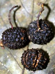 Image result for Guazuma