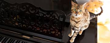 Cats in my experience enjoy listening to music. Do Cats Like Music Understanding Cat Behaviour Purina