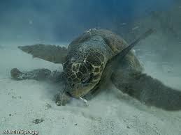 Sea Turtles Part 3 Leatherbacks Loggerheads And Greens National Marine Life Center Loggerhead turtles are named for their large heads that support powerful jaw muscles, allowing them to crush loggerheads are the most common turtle in the mediterranean, nesting on beaches from. sea turtles part 3 leatherbacks