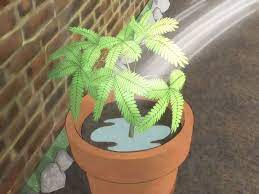 How To Grow A Sensitive Plant Tickleme Plant Sensitive Plant Plants
