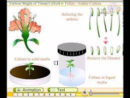 We did not find results for: Various Types Of Tissue Culture Youtube