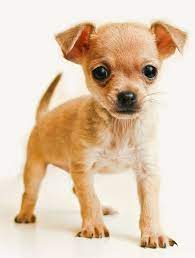 Chihuahua The Smallest Dog Breed In The World The Xo Directory Chihuahua Puppies Pets Cute Dogs