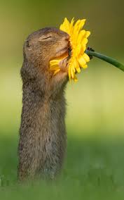 Markierungszeit Lassen Sie Uns Ihre Beste Capturethis Caption Zeit Horen Lass Uns Dei Animales De La Naturaleza Fotos De Animales Salvajes Animales Felices