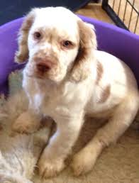 Clumber spaniel collectables └ spaniel (dog) collectables └ dog collectables └ animal collectables └ collectables all categories antiques art baby books, comics & magazines business, office. Working Clumber Spaniel Puppies For Sale Cheap Buy Online