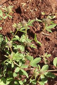 Image result for Crotalaria bernieri