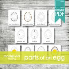 That said, there are insurance policies that indeed cover parts of the egg freezing process or the treatment in it's entirety. Parts Of An Egg Label Worksheets Teaching Resources Tpt