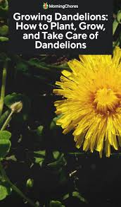 Growing Dandelions How To Plant Grow And Take Care Of