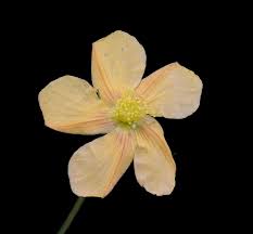 Image result for Hypericum lalandii