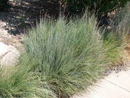 Zone 5 Ornamental Grasses Choosing Ornamental Grass Varieties In Zone 5 Ornamental Grasses For Z Ornamental Grasses Garden Lighting Tips Best Herbs To Grow