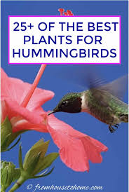 Check spelling or type a new query. Hummingbird Plants 25 Of The Best Flowers That Attract Hummingbirds Gardening From House To Home
