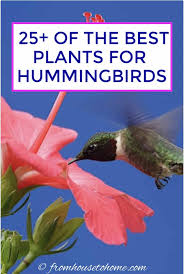 They are not guaranteed to be accurate, up to date, or complete. Hummingbird Plants 25 Of The Best Flowers That Attract Hummingbirds Gardening From House To Home