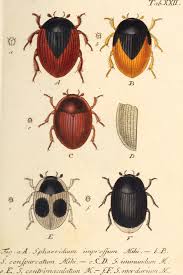 Image result for Sphaerocyperus