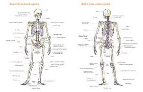 Skeletal Chart