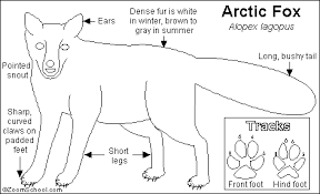 Algorithms of counting popular trends of our website offers to you see some popular coloring pages: Arctic Fox Printout Enchantedlearning Com