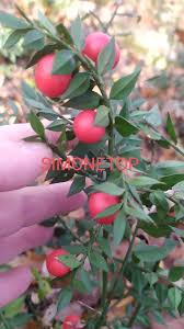 Image result for Cucumis aculeatus