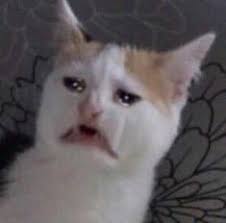 Jim Mcgrath On Twitter Cute Cat Memes Animal Memes Cat Memes