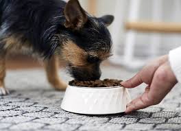 Dog Nutrition: Guide to Dog Food Nutrients | PetMD