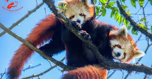 Maybe you would like to learn more about one of these? Red Panda On Edge Photos Facebook