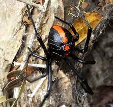 Discover some of africa's scariest spiders, from the lethal button or black widow spider to the large but relatively harmless rain spider. New Species Of Widow Spider May Be The Largest Of Its Kind Earth Com