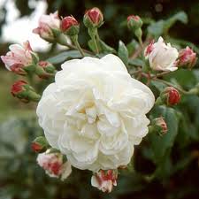 Aimee Vibert Rose Varieties Beautiful Flowers Climbing Roses