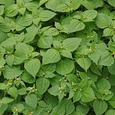 Image result for Galinsoga