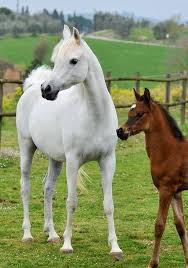 This can only be done through accurate record keeping and proper identification of each individual arabian horse. Arabian Horses For Sale Italy Home Facebook