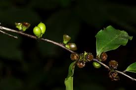 Image result for Diospyros abyssinica