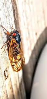 Cicadas across Illinois