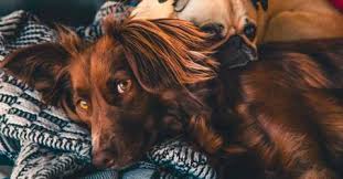 Always consider adopting a dog instead or buying one. Where To Adopt Pets In Malaysia