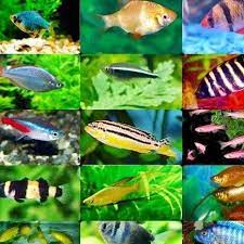 Untuk kalian para pemula yang ingin memelihara ikan hias dirumah maka kalian harus mengerti terlebih dahulu. Kedai Ikan Hiasan Photos Facebook