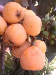 Check spelling or type a new query. What Are The Health Benefits Of Eating Loquat Fruits Dengarden