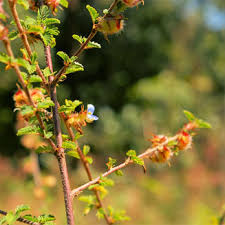 Image result for Kotschya sp.no.A