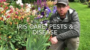 There are literally hundreds of different varieties of bearded irises in a wide range of flower colours and heights. Iris Care Pests And Disease Youtube