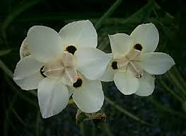 Image result for Dietes flavida