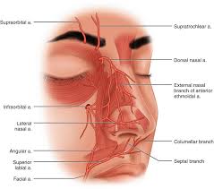 Anatomically, it is made of bone as well as cartilage. Anatomy Of The Nose And Paranasal Sinuses Springerlink
