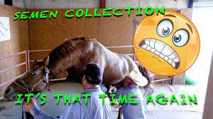 The how and why (semen collection) #horse #ranchlife #equinereproduction  #clones - YouTube