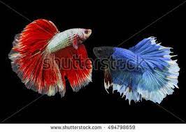 red blue halfmoon betta splendens or siamese fighting fish isolated on black background included clipping path plakat thailand ภาพประกอบ