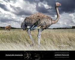 Bird That Looks Like An Ostrich Giant Pleistocene Ostrich Like Bird Pachystruthio Dmanisensis In 2020 Ancient Animals Prehistoric Animals Extinct Animals