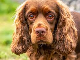 Image result for sussex španěl