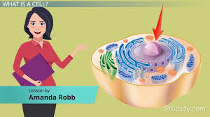 Check spelling or type a new query. What Is The Function Of A Nucleus In An Amoeba Study Com