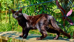 Check spelling or type a new query. Beautiful Cat Cat Posing Outdoors Stock Photo Picture And Royalty Free Image Image 80228864
