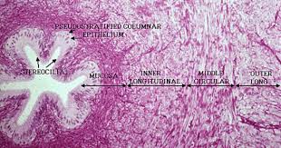 Epididymis Medicine Notes Medical Science Anatomy And Physiology