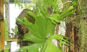 Image result for parožnatka Platycerium